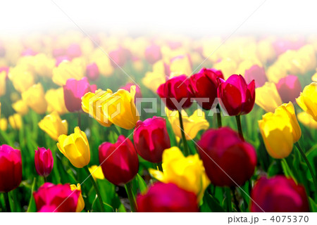 Tulip field Tulip field 4075370