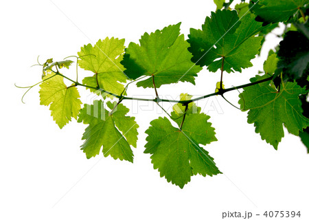 Grape vine 4075394