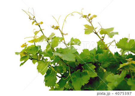 Grape vines 4075397