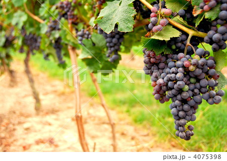Red grapes 4075398