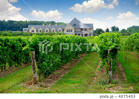 Vineyard 4075403