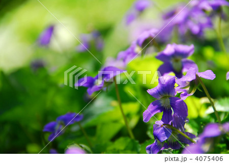 Violets 4075406