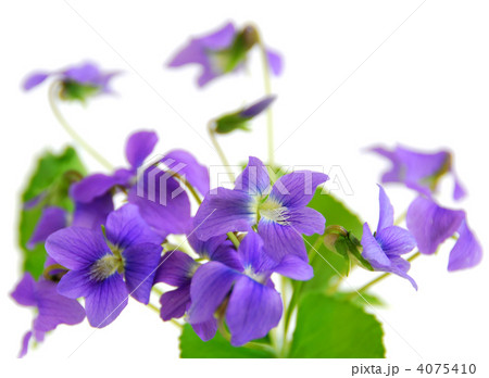 Violets 4075410