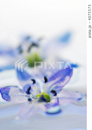 Floating flowers 4075573