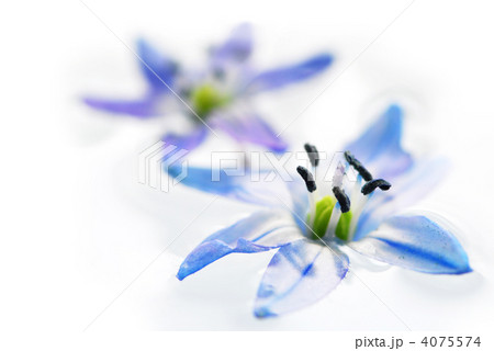 Floating flowers 4075574