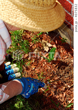 Senior woman gardening Senior woman gardening 4075832