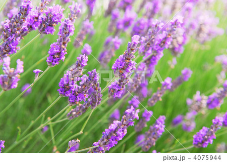 Lavender Lavender 4075944
