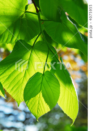 Green leaves Green leaves 4075955
