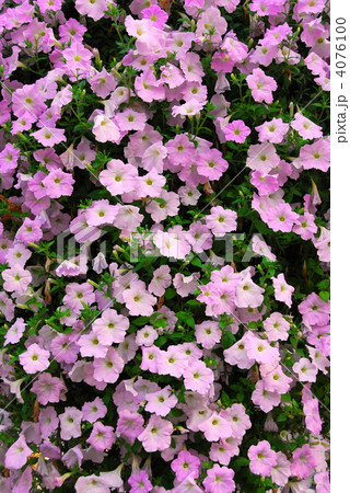 Petunia wall 4076100