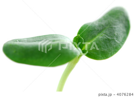 Green sprout Green sprout 4076284