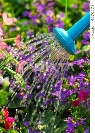 Watering flowers 4076378