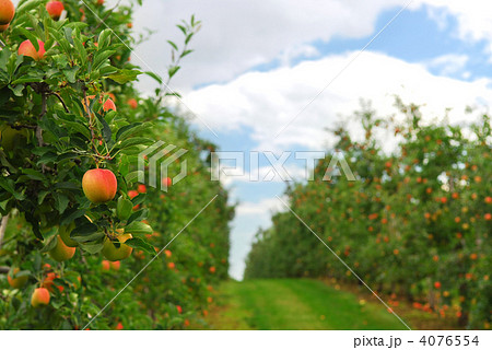 Apple orchard Apple orchard 4076554