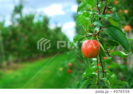 Apple orchard 4076556