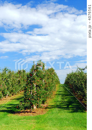 Apple orchard Apple orchard 4076561
