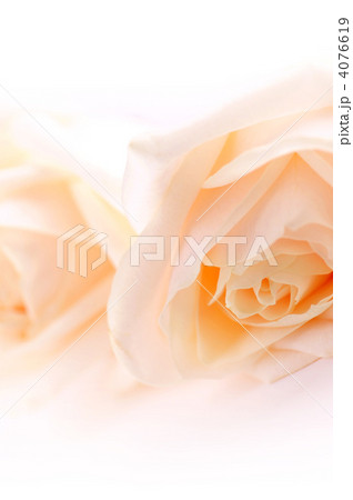 Delicate beige roses 4076619