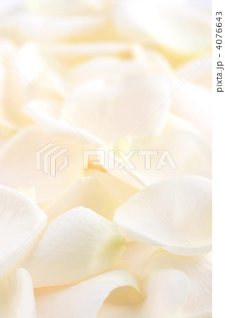 Rose petals Rose petals 4076643