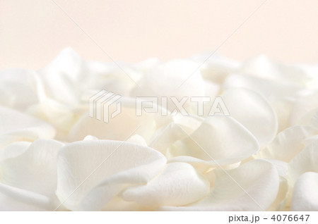 White rose petals White rose petals 4076647