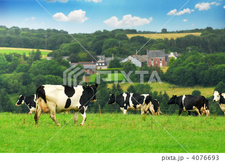 Cows in a pasture 4076693