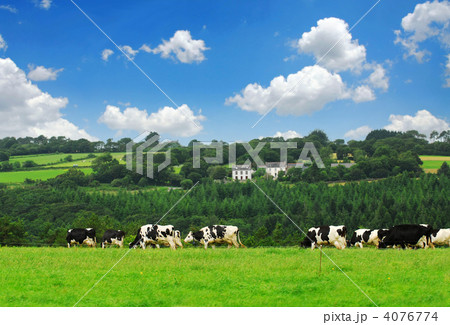 Cows in a pasture Cows in a pasture 4076774