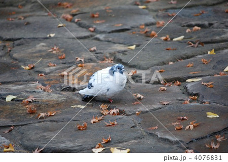 寒いなぁ・・・。 寒いなぁ・・・。 4076831