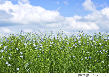 Blooming flax field Blooming flax field 4076885