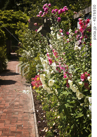 Colorful flower garden 4076930