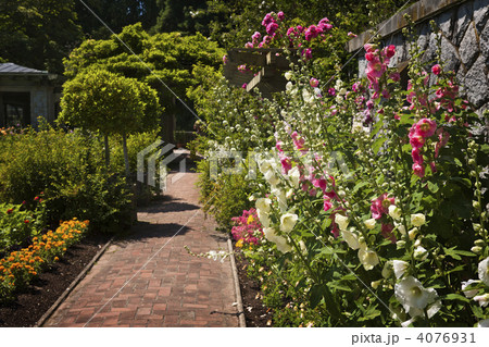 Colorful flower garden 4076931