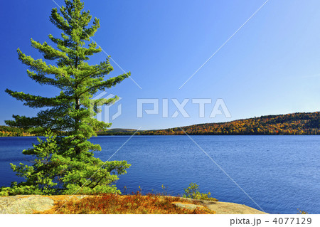 Pine tree at lake shore 4077129