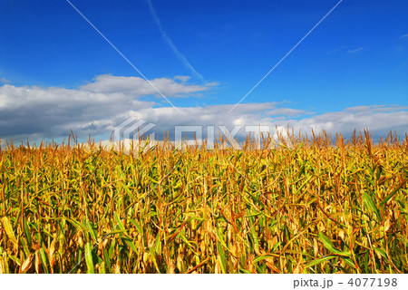 Corn field Corn field 4077198