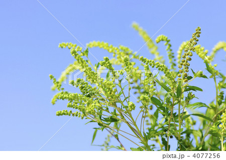 Ragweed plant 4077256