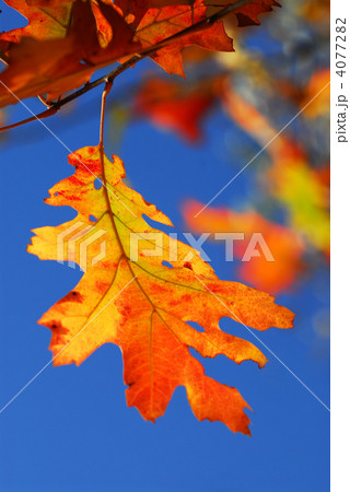 Autumn leaf 4077282