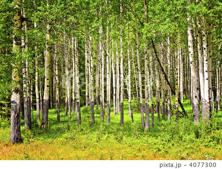 Aspen trees in Banff National park 4077300