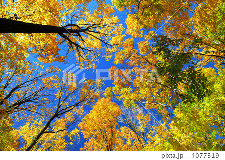 Fall maple trees Fall maple trees 4077319