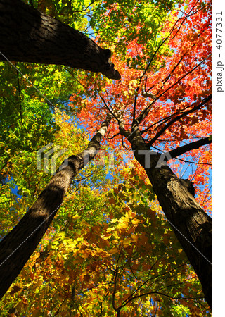 Fall forest 4077331