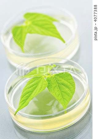 GM plants in petri dishes 4077388