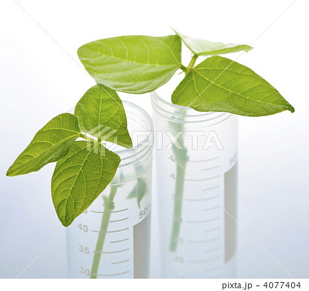 GM plant seedlings in test tubes 4077404