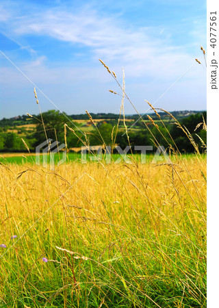 Country meadow landscape 4077561