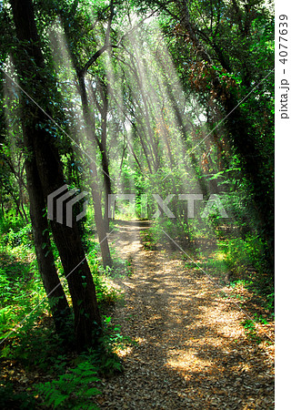 Path in sunlit forest 4077639