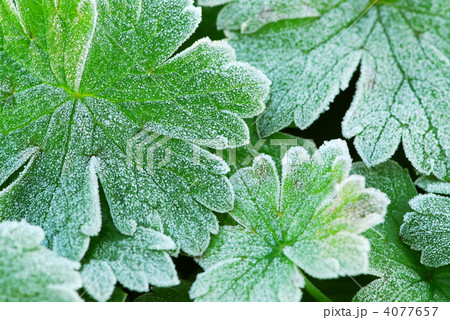 Frosty leaves 4077657