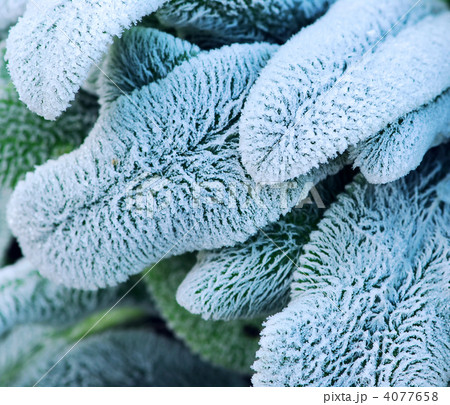 Frosty leaves 4077658