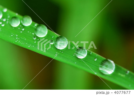 Raindrops on grass 4077677