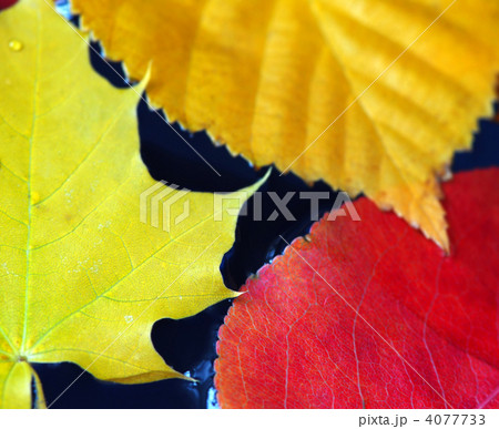 Fall leaves in water Fall leaves in water 4077733