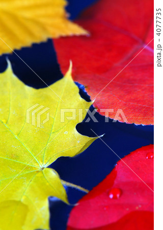 Fall leaves in water 4077735