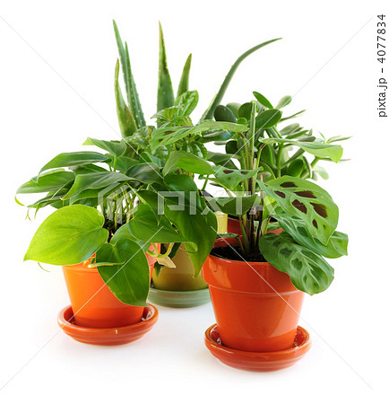 Assorted houseplants 4077834