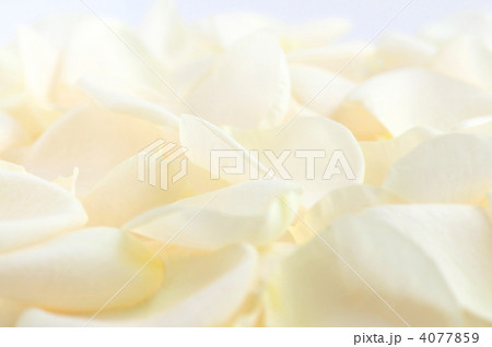Pale rose petals Pale rose petals 4077859