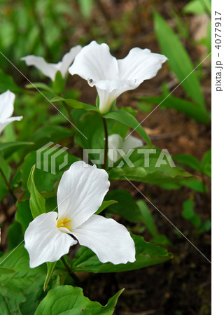White Trillium White Trillium 4077917