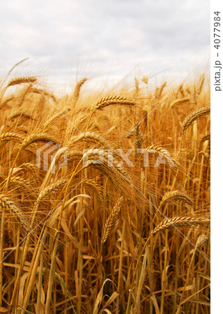 Wheat Wheat 4077984