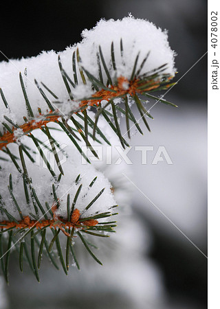Snowy spruce branches 4078002