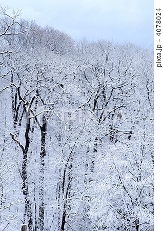 Winter forest 4078024