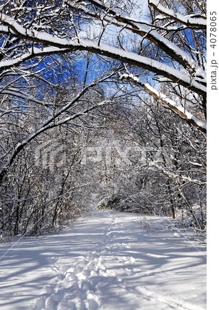 Path in winter forest Path in winter forest 4078065